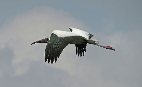 Wood Stork in Flight                  Taken over Wakadohatchee Wetlands, South Florida, USA               Mycteria americana,Wood Stork
