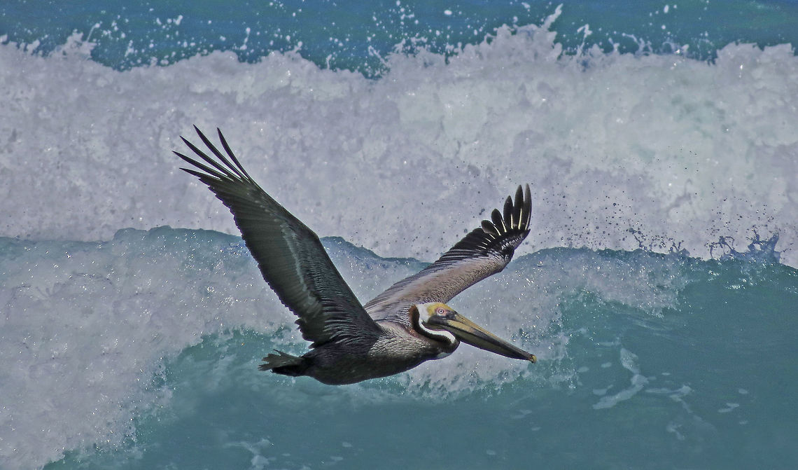 Pelican Soars Above Waves                                Taken along Atlantic Ocean shore in South Florida, USA  Brown pelican,Pelecanus occidentalis