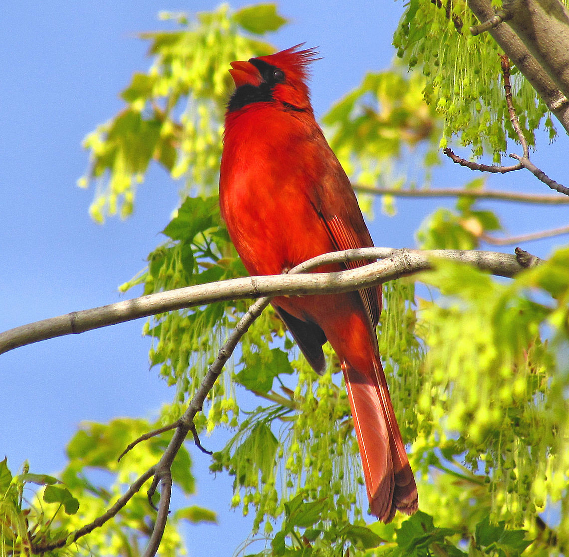 Cardinal Raises its Song                                Springtime Photograph taken in Ottawa, Eastern Canada Argynnis pandora,Cardinal,Cardinalis cardinalis,Northern Cardinal