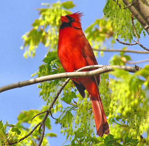 Cardinal Raises its Song                                Springtime Photograph taken in Ottawa, Eastern Canada Argynnis pandora,Cardinal,Cardinalis cardinalis,Northern Cardinal