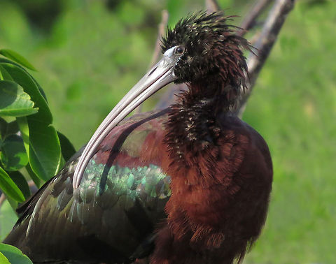 Glossy Ibis                                Taken at Wakadohatchee Wetlands, South Florida, USA  Glossy Ibis,Plegadis falcinellus