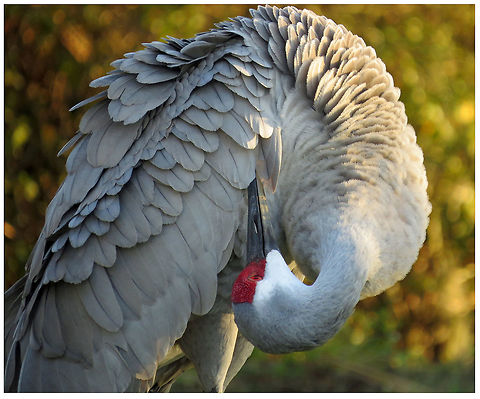 Sandhill Crane Preens                                Taken at Lake St Helen, North Florida, USA Grus canadensis,Sandhill Crane