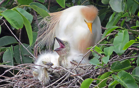 Cattle Egret with Babes                                Taken at Wakadohatchee Wetlands, South Florida, USA Bubulcus ibis,Cattle Egret