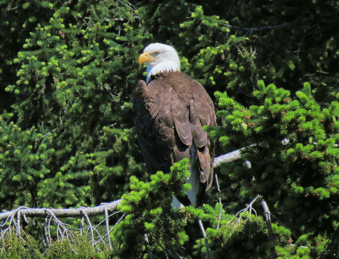 Eagle Deep in Thought Taken on shore of Salish Sea at North end of Sunshine Coast, British Columbia, Canada Bald Eagle,Haliaeetus leucocephalus
