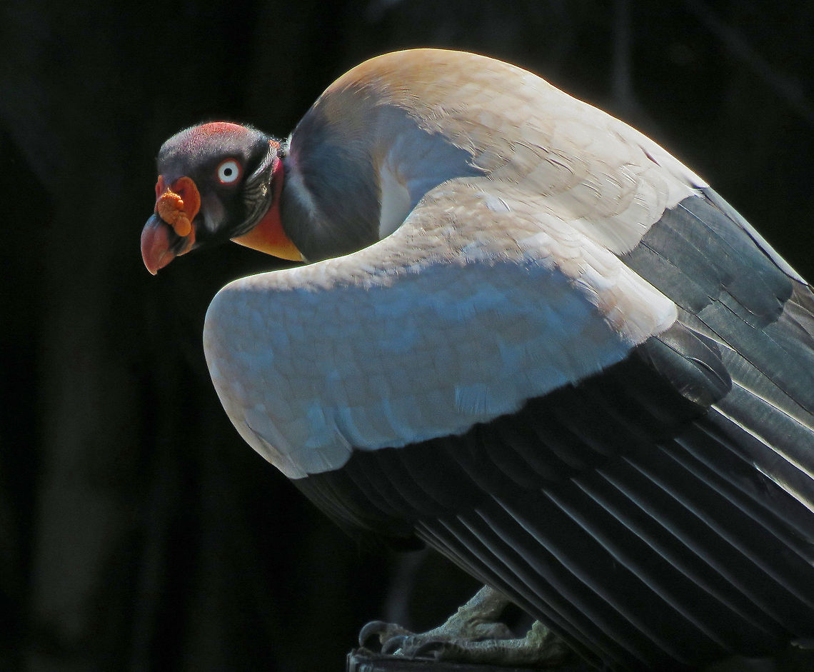 King_Vulture  King Vulture,Sarcoramphus papa