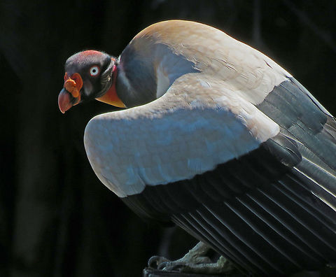 King_Vulture  King Vulture,Sarcoramphus papa