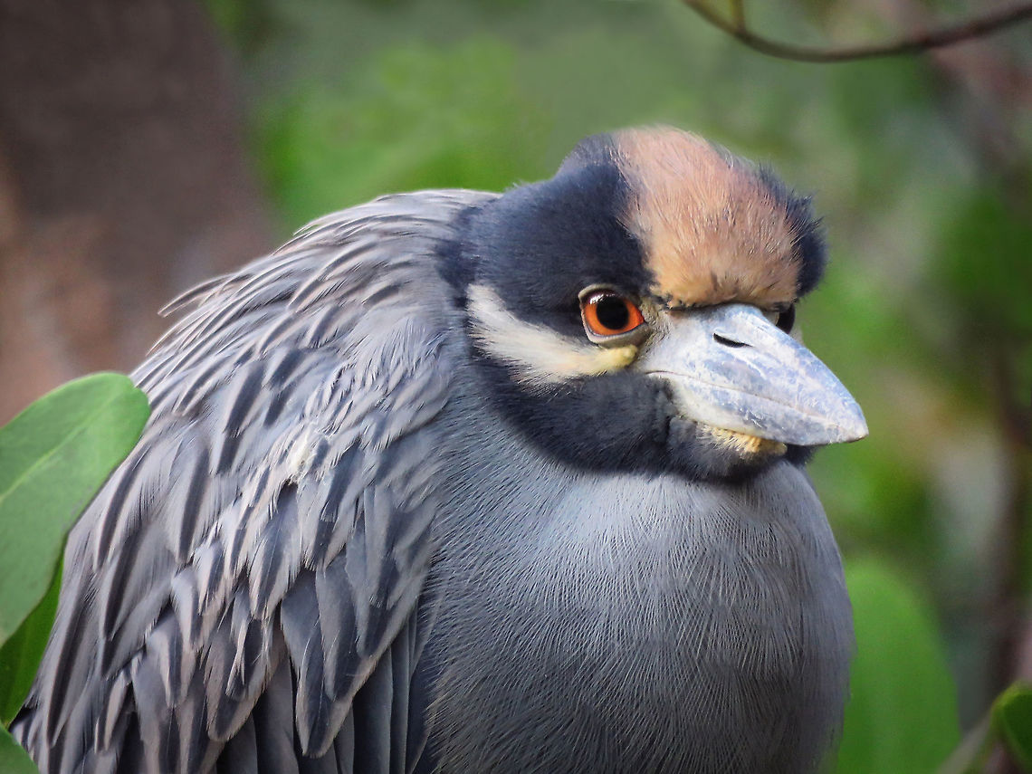 Black Crowned NIght Heron                                Taken in South Florida In Mangrove forest near the coast Black-crowned night heron,Nycticorax nycticorax