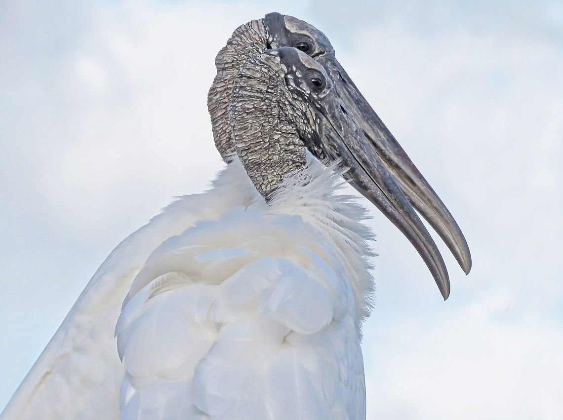 Woodstork Pair Taken S Florida, USA Mycteria americana,Wood stork