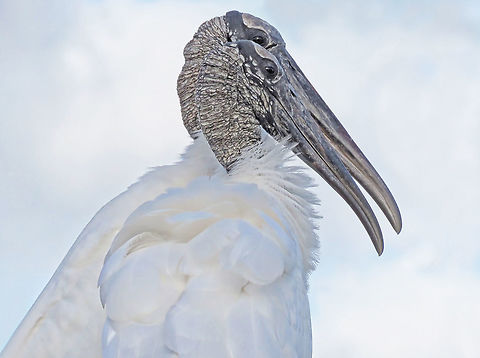 Woodstork Pair Taken S Florida, USA Mycteria americana,Wood stork