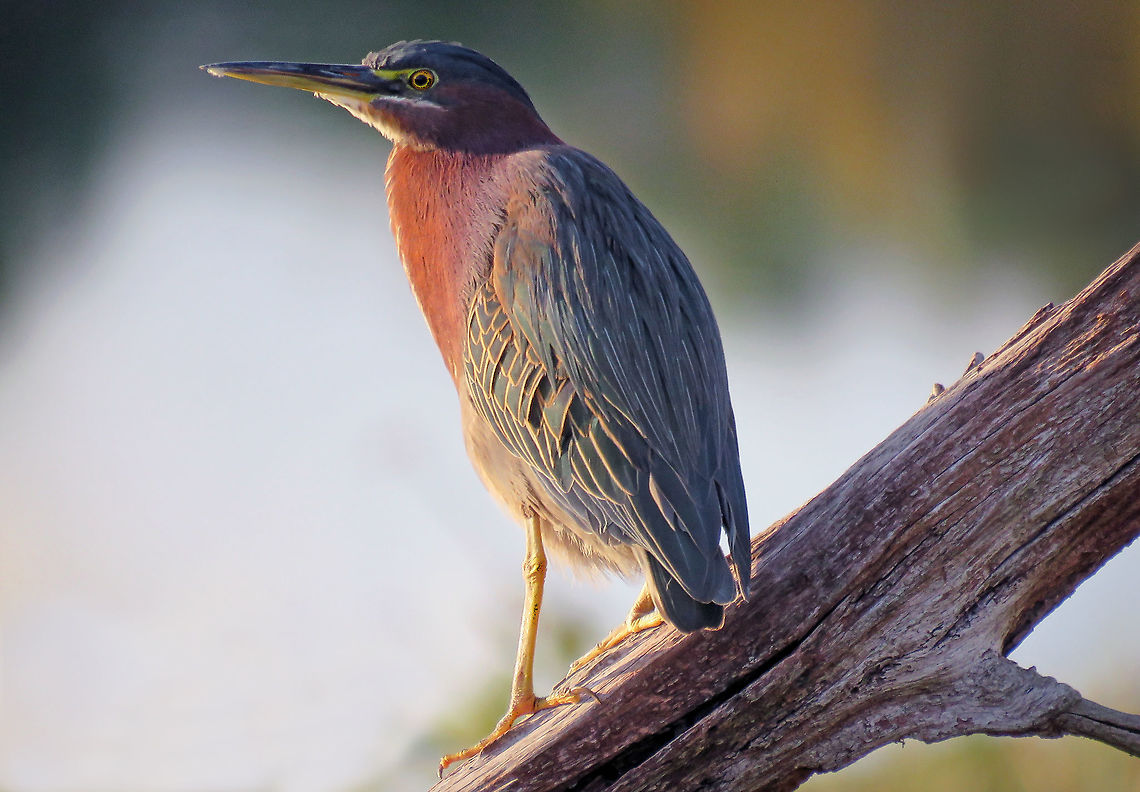 Green Heron Pauses on Tree Trunk Taken S Florida, USA Butorides virescens,Green heron