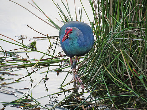 Western Swamphen Classic Taken S Florida, USA Porphyrio porphyrio,Western swamphen