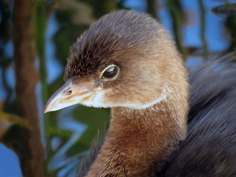 Pied Billed Grebe Close Profile                                Taken S Florida, USA Pied-billed grebe,Podilymbus podiceps