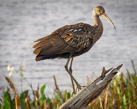 Limpkin Pause Taken at Green Cay Wetlands in S Florida, USA Aramus guarauna,Limpkin