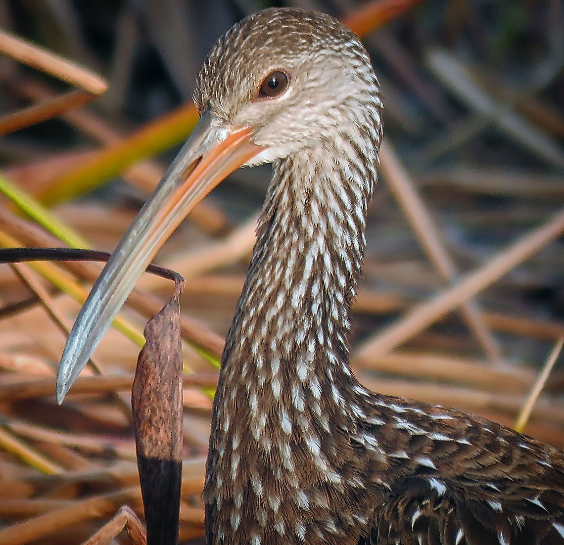 Limpkin_Eyeing Taken S Florida, USA Aramus guarauna,Limpkin