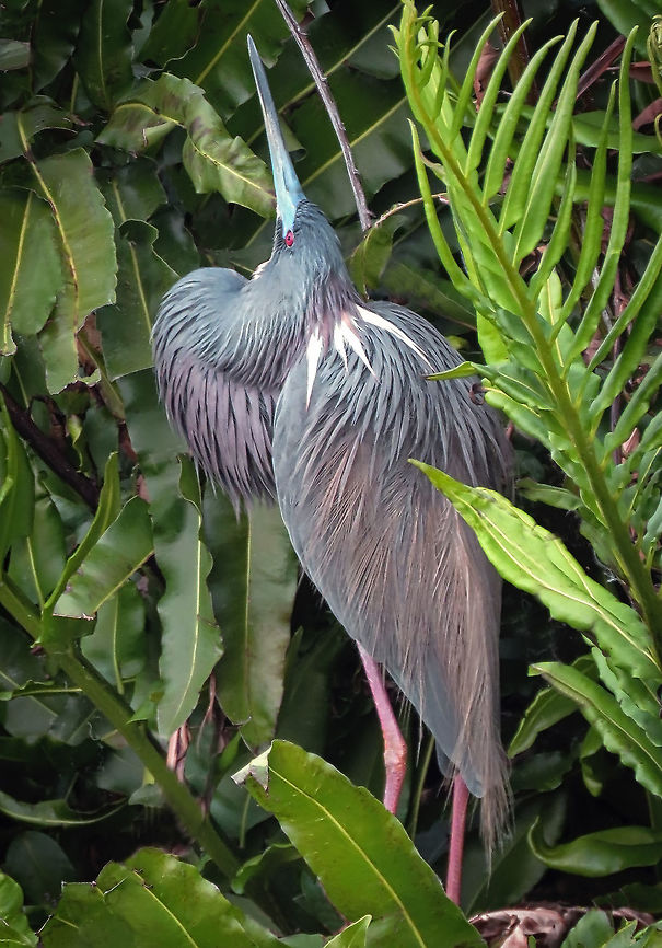 Tricolor Heron Skyview                                Taken at Wakadohatchee Wetlands, S Florida, USA Egretta tricolor,Tricolored heron