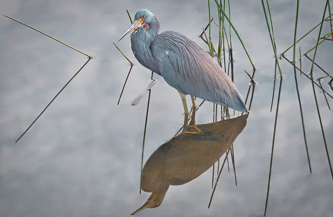 Tricolor_Heron_Among_Reeds                                 Egretta tricolor,Tricolored heron