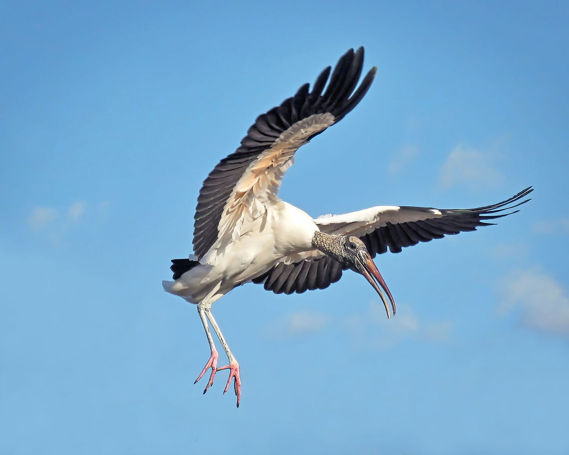 Wood_Stork_on_Descent                                 Mycteria americana,Wood stork