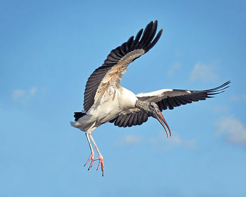 Wood_Stork_on_Descent                                 Mycteria americana,Wood stork