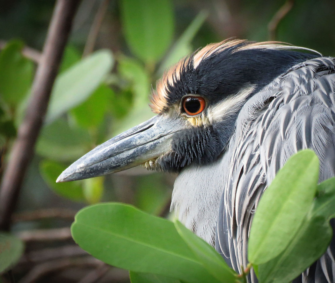 Night Heron Classic  Black-crowned night heron,Nycticorax nycticorax