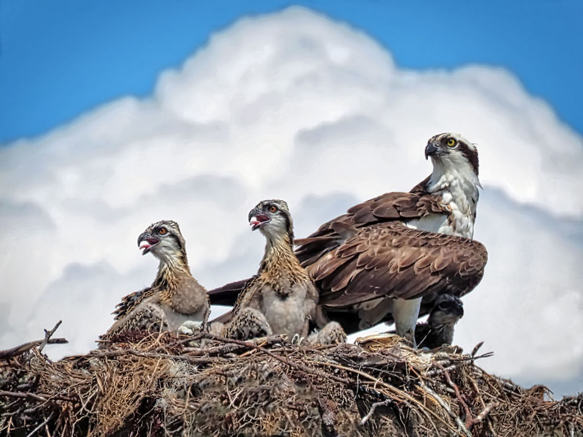 Osprey Mom & Babes Taken on Estero Island on Gulf of Mexico, SW Florida, USA Osprey,Pandion haliaetus