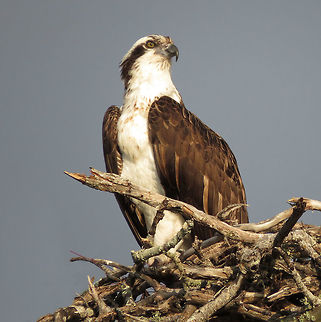 Osprey                                 Osprey,Pandion haliaetus