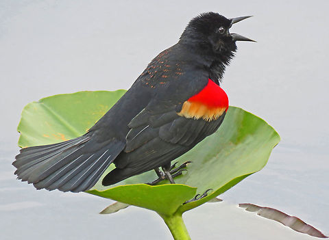 Singing on a Lily Pad Redwing Blackbird - Taken in Florida USA Wetlands Agelaius phoeniceus,Geotagged,Red-winged blackbird,United States,Winter,winter
