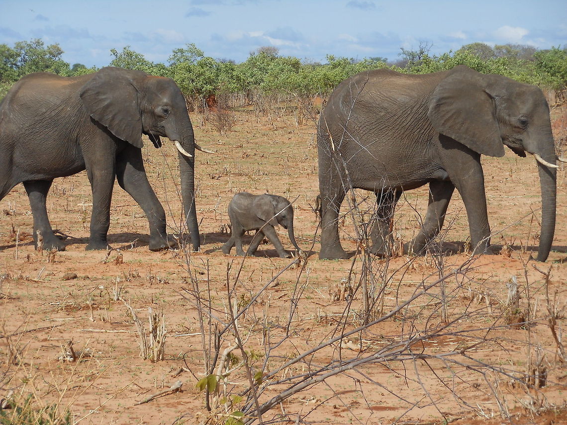African Elephants with baby in Botswana drylands African elephants in Chobe National Park African bush elephant,Botswana,Geotagged,Loxodonta africana