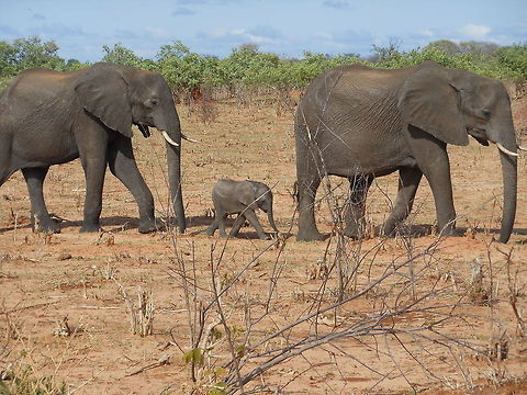 African Elephants with baby in Botswana drylands African elephants in Chobe National Park African bush elephant,Botswana,Geotagged,Loxodonta africana