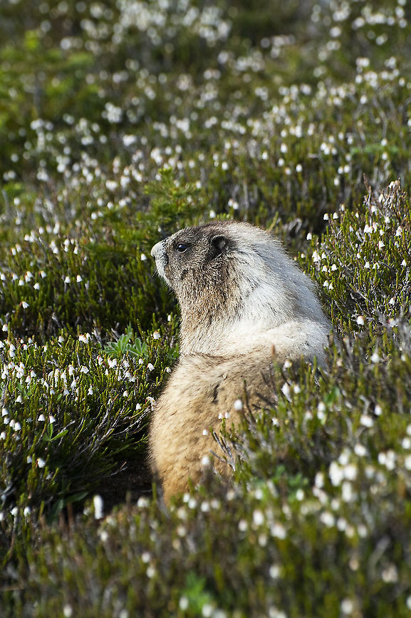 Hoary marmot  Geotagged,Hoary marmot,Marmota caligata,Summer,United States