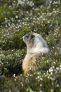 Hoary marmot  Geotagged,Hoary marmot,Marmota caligata,Summer,United States