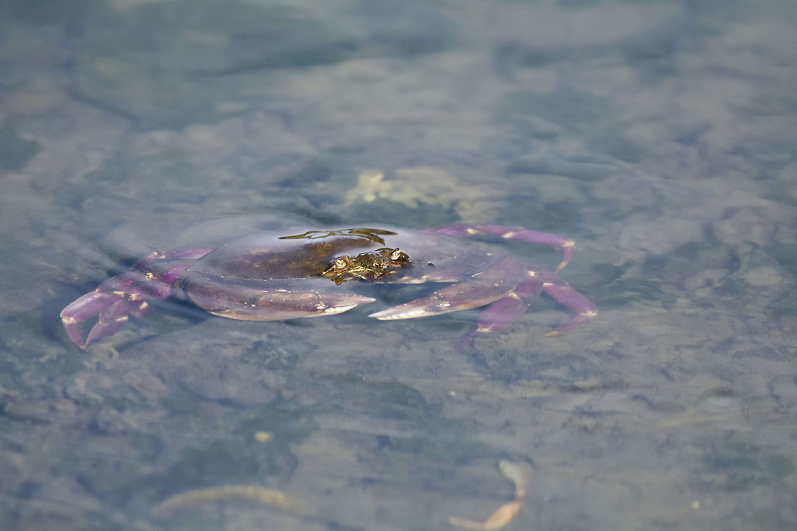 Dungeness crab  Dungeness Crab,Geotagged,Metacarcinus magister,Summer,United States