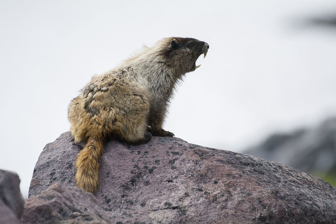 Hoary marmot alarm calling  Geotagged,Hoary marmot,Marmota caligata,Summer,United States