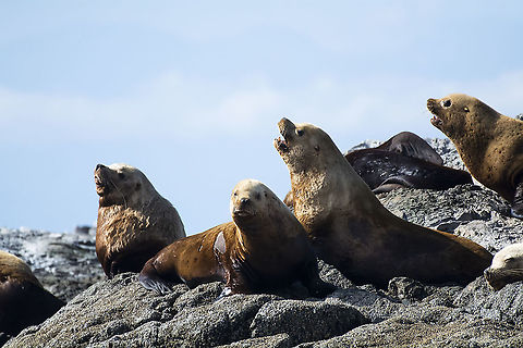 Steller's sea lion  Eumetopias jubatus,Geotagged,Steller sea lion,Summer,United States