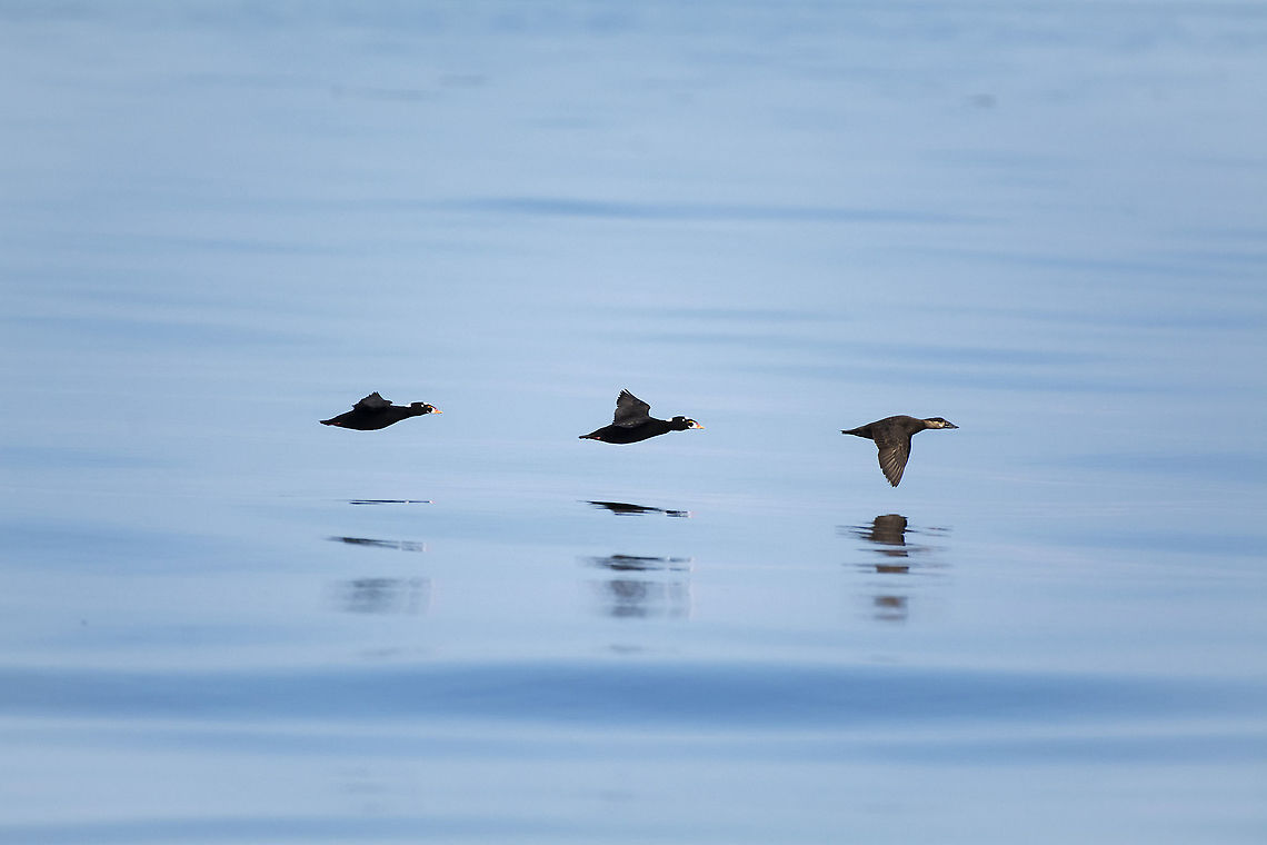 Surf scoter  Geotagged,Melanitta perspicillata,Summer,Surf scoter,United States