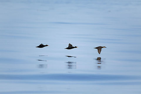 Surf scoter  Geotagged,Melanitta perspicillata,Summer,Surf scoter,United States