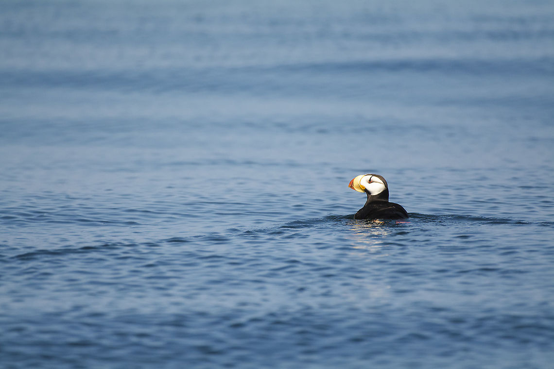 Horned Puffin This individual is the only one thought to live in the Salish Sea Fratercula corniculata,Geotagged,Horned puffin,Summer,United States