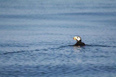 Horned Puffin This individual is the only one thought to live in the Salish Sea Fratercula corniculata,Geotagged,Horned puffin,Summer,United States