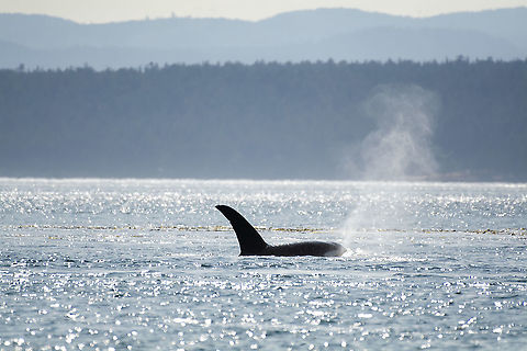 Orca off Battleship Island This individual is named Galiano and is a member of a transient pod of orcas that was hunting seals off Battleship island in the San Juan Islands, Washington. Geotagged,Killer whale,Orcinus orca,Summer,United States