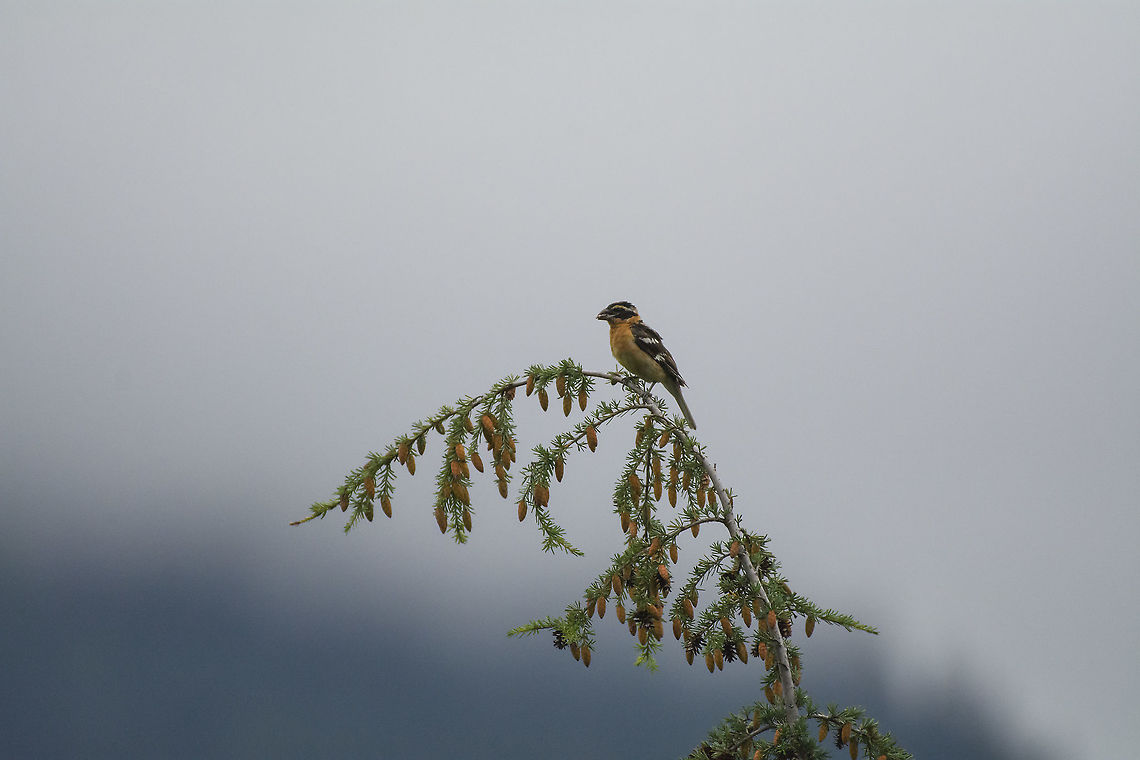 black-headed grosbeak  Geotagged,Pheucticus melanocephalus,Summer,United States,black headed grosbeak