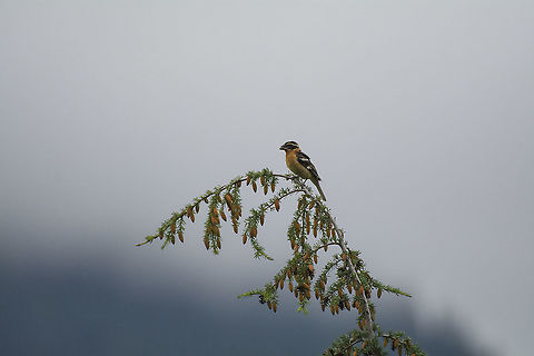 black-headed grosbeak  Geotagged,Pheucticus melanocephalus,Summer,United States,black headed grosbeak