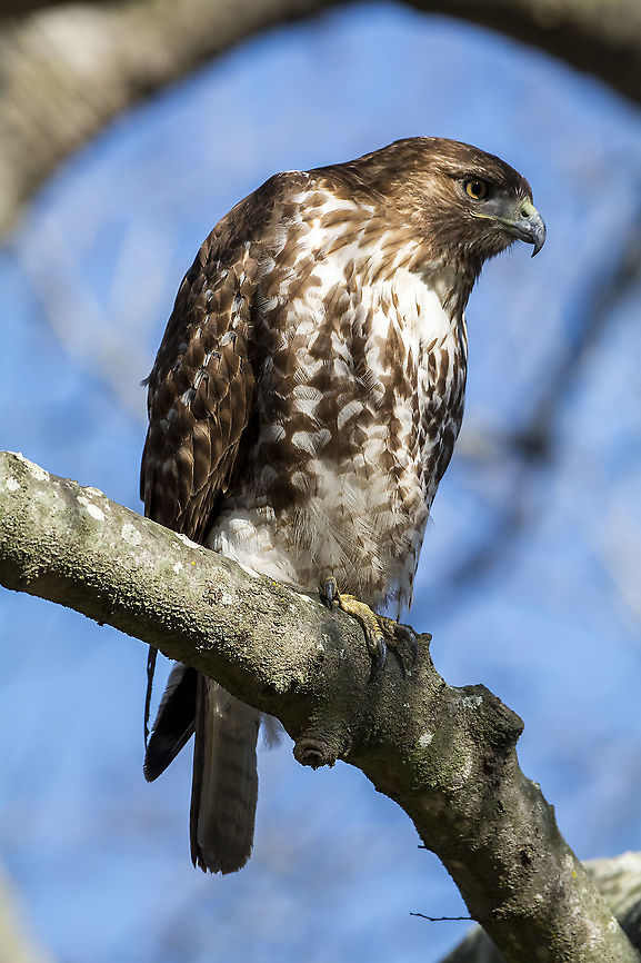 Red-Tailed Hawk  Buteo jamaicensis,Geotagged,Red-tailed hawk,United States,Winter