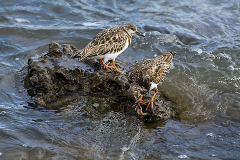 Ruddy Turnstone foraging  Arenaria interpres,Geotagged,Ruddy Turnstone,United States,Winter