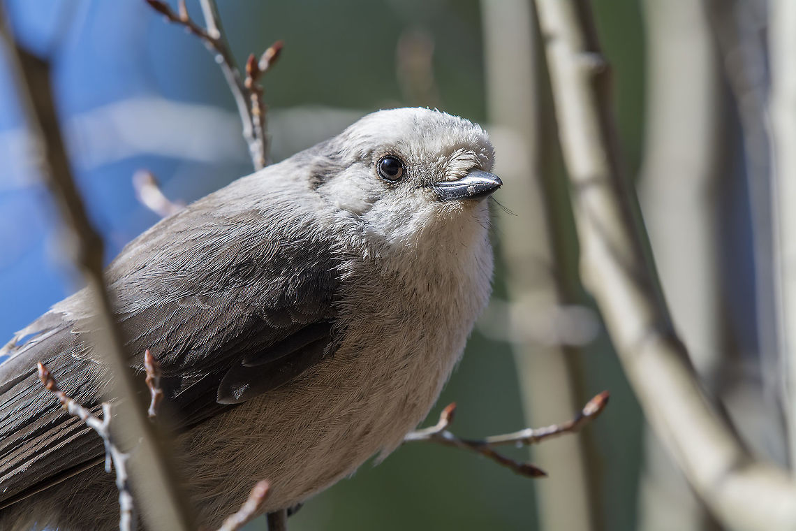 Gray Jay  Geotagged,Gray Jay,Perisoreus canadensis,Spring,United States