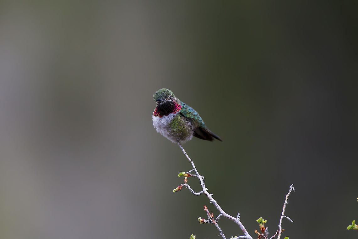 Broad-tailed hummingbird  Broad-tailed hummingbird,Geotagged,Selasphorus platycercus,Spring,United States