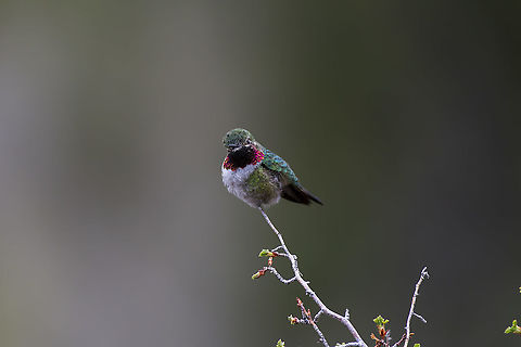 Broad-tailed hummingbird  Broad-tailed hummingbird,Geotagged,Selasphorus platycercus,Spring,United States