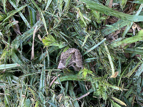 Unknown Frog from Kimana, Kenya  Eleutherodactylus adelus,Geotagged,Kenya,Ptychadena pumilio,Summer