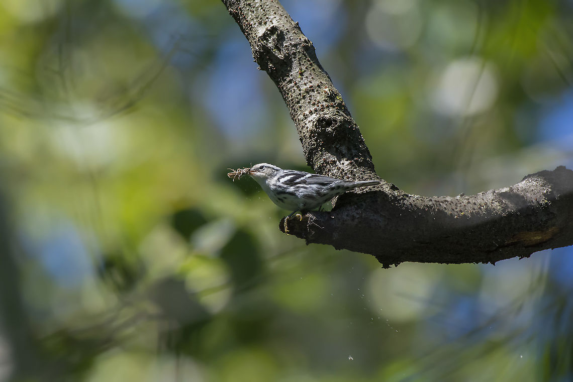 Black-and-white warbler  Black-and-white warbler,Fall,Geotagged,Mniotilta varia,United States