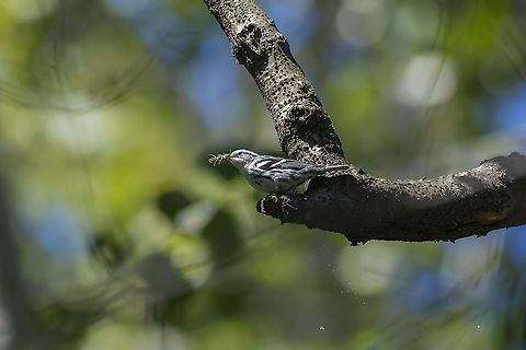Black-and-white warbler  Black-and-white warbler,Fall,Geotagged,Mniotilta varia,United States