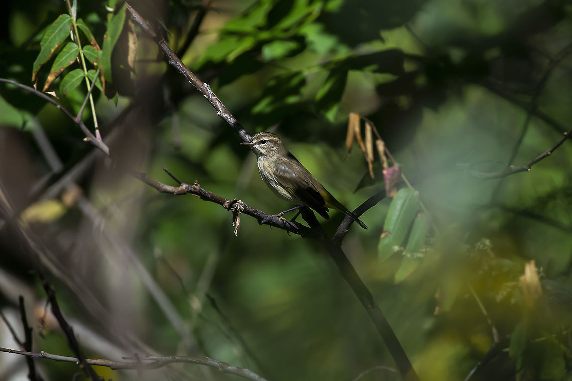 Palm Warbler  Fall,Geotagged,Palm Warbler,Setophaga palmarum,United States