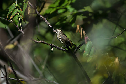 Palm Warbler  Fall,Geotagged,Palm Warbler,Setophaga palmarum,United States